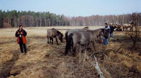 hochträchtige Stuten der Herde Osoviec - Pferde sind Kutschen und Reiter gewöhnt