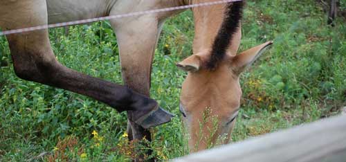 Przewalski-Hufe